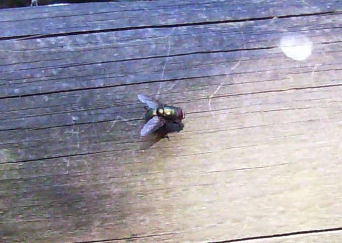 Mosca verde